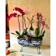 Jardinera de Talavera con 6 varas de orquídea.