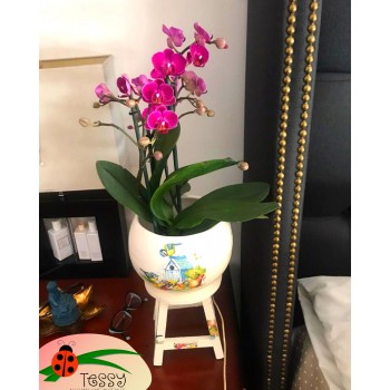 Banco decorado con maceta y orquídea mini