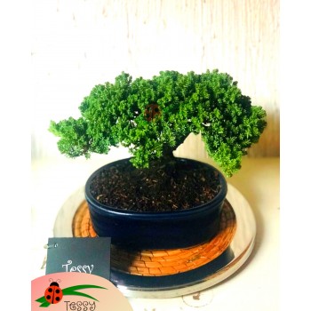 Bonsai en base tejida y enmarcada en aluminio