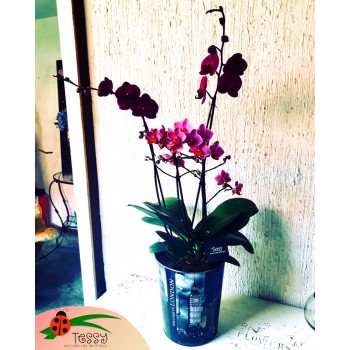 Orquídea doble y mini orquídea triple en base de metal