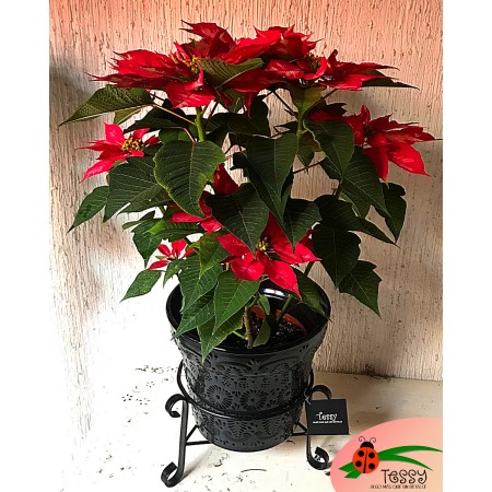 Maceta Talavera mediana con herrería