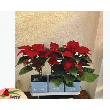 Base de aluminio con 3 macetas