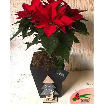 Regalos Navide&ntilde;os